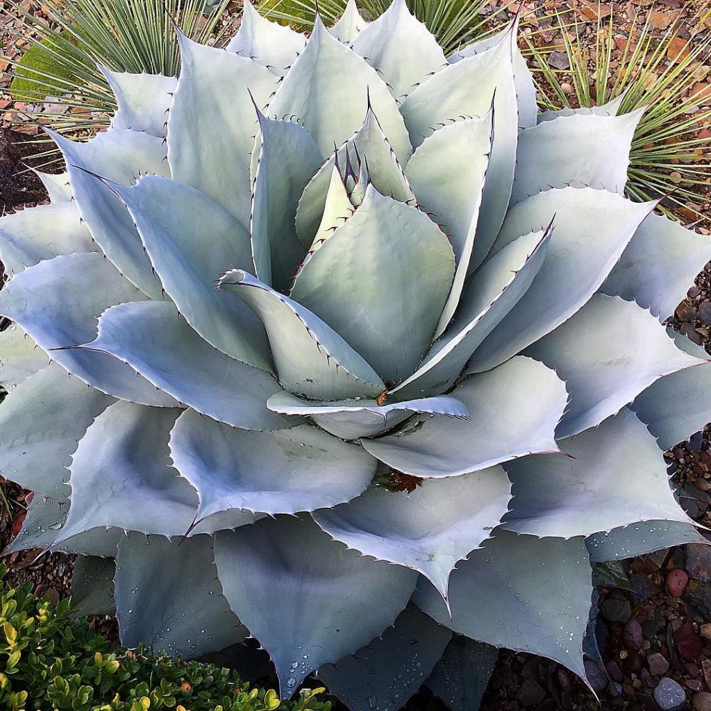 La lengua rodante 'Agave Ovatifolia'