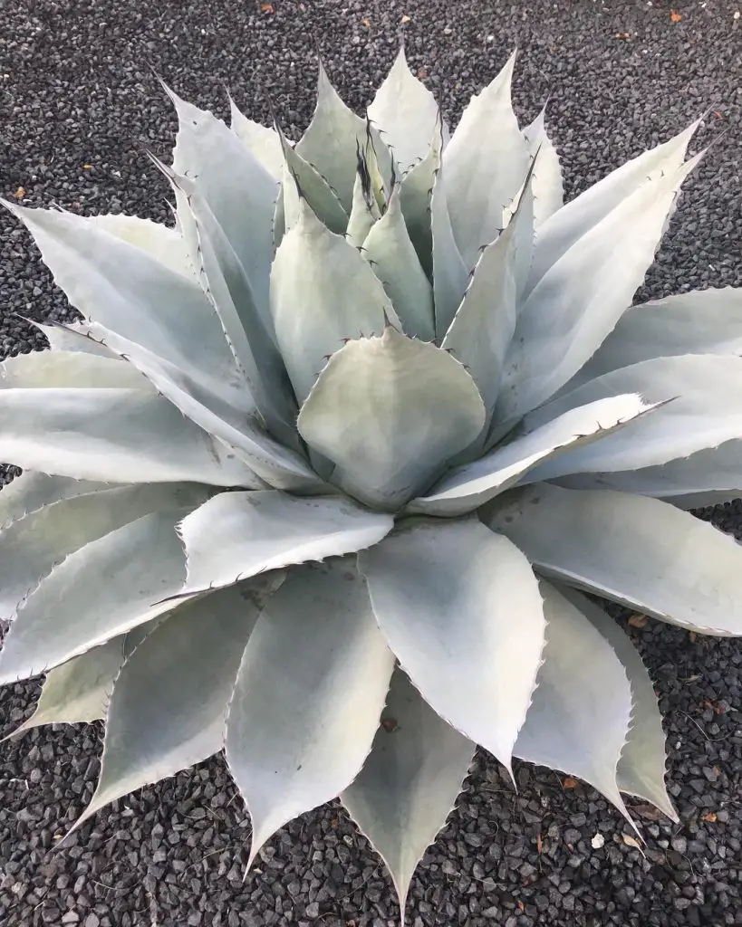 La lengua rodante 'Agave Ovatifolia'