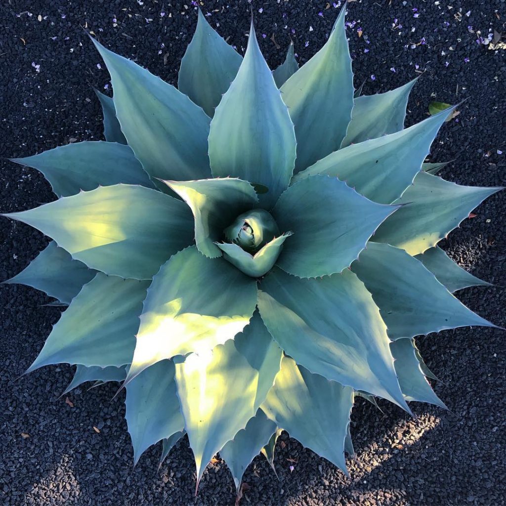 La lengua rodante 'Agave Ovatifolia'