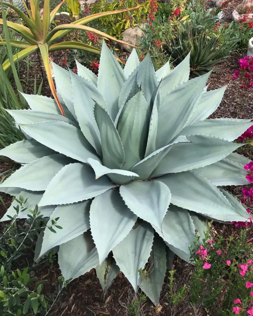 La lengua rodante 'Agave Ovatifolia'