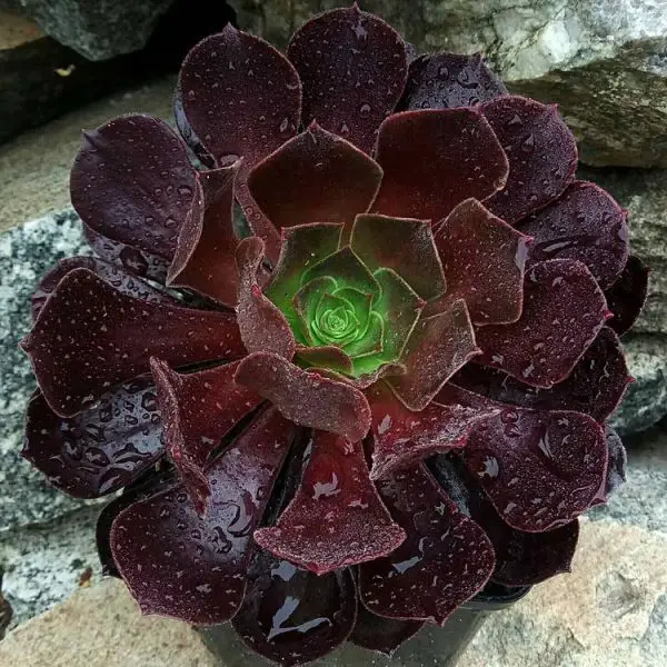 Granate Aeonium (la planta del ojo irlandesa)