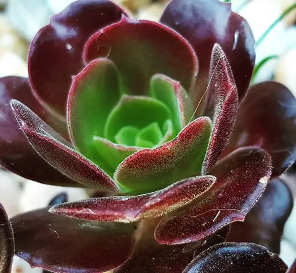 Granate Aeonium (la planta del ojo irlandesa)