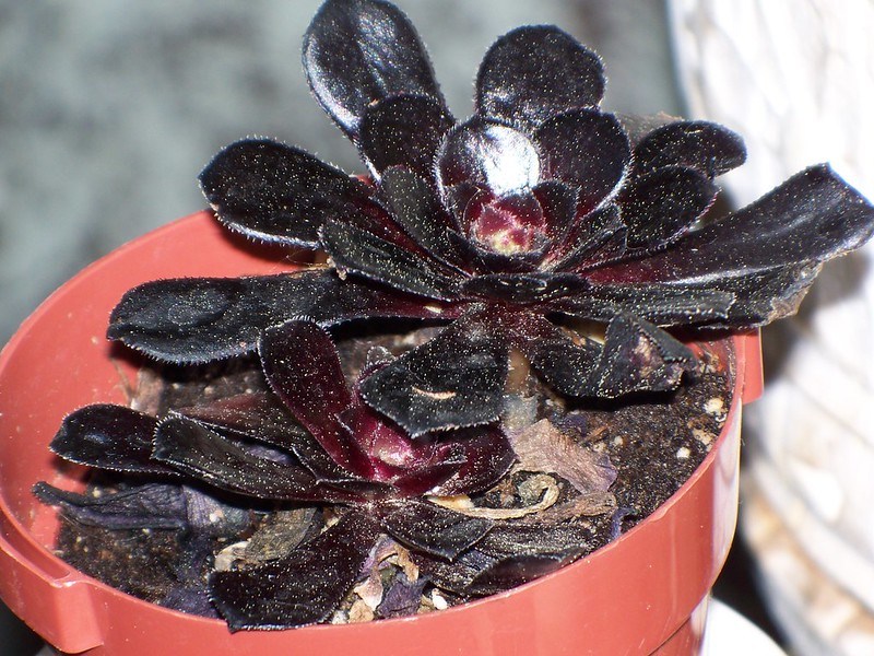 Granate Aeonium (la planta del ojo irlandesa)