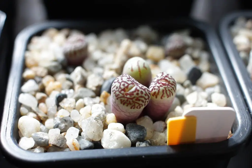 Conophytum Wittebergense