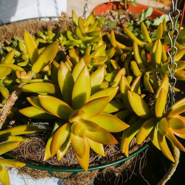 El cultivo de piedra Coppertone 'Sedum Nussbaumerianum' El cultivo de piedra Coppertone 'Sedum Nussbaumerianum'