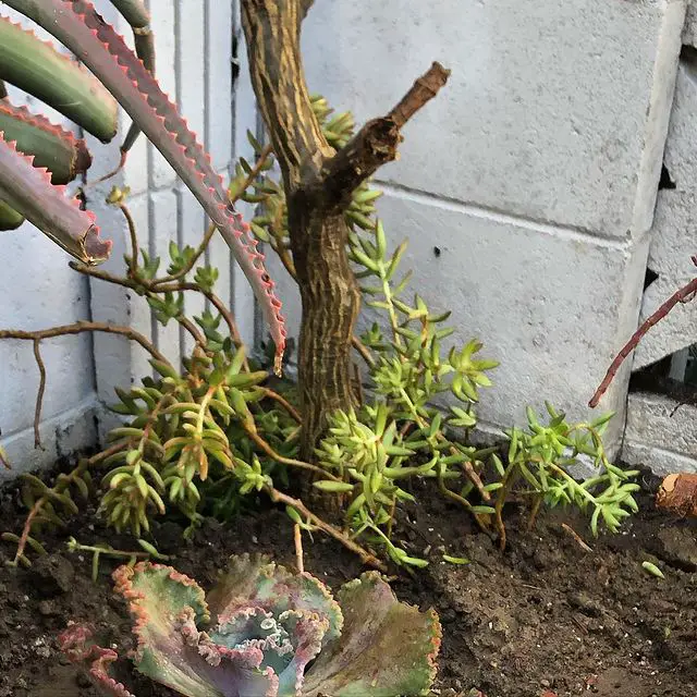 El cultivo de piedra Coppertone 'Sedum Nussbaumerianum' El cultivo de piedra Coppertone 'Sedum Nussbaumerianum'