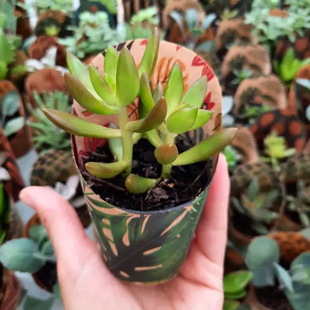 El cultivo de piedra Coppertone 'Sedum Nussbaumerianum' El cultivo de piedra Coppertone 'Sedum Nussbaumerianum'