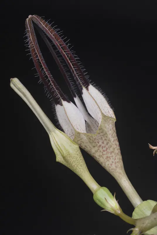 Ceropegia bosseri Ceropegia bosseri