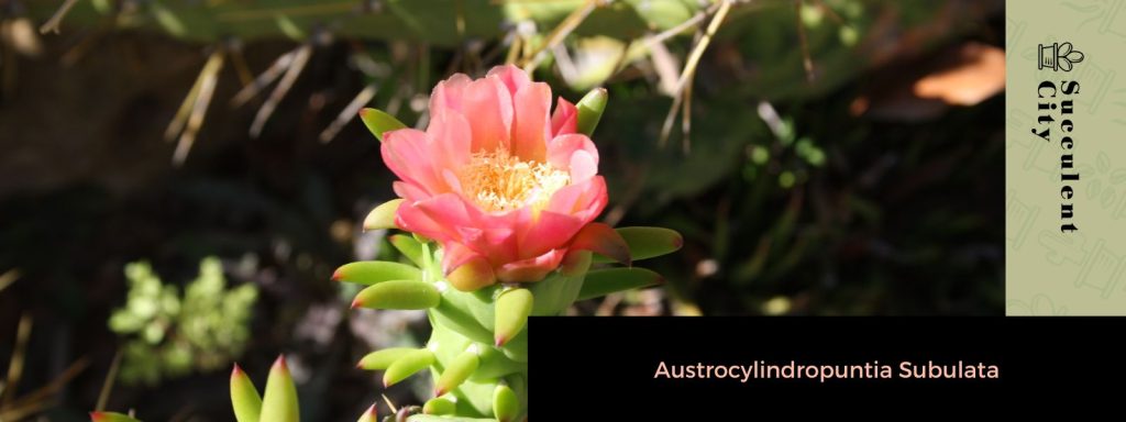 Austrocefalocereus Dybowskii Austrocefalocereus Dybowskii