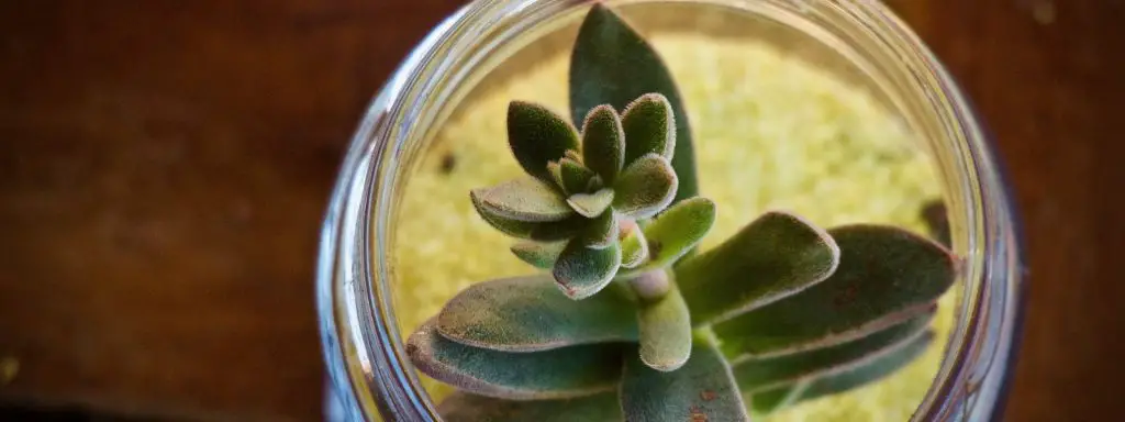 ¿Es posible plantar suculentas en recipientes de vidrio? ¿Es posible plantar suculentas en recipientes de vidrio?