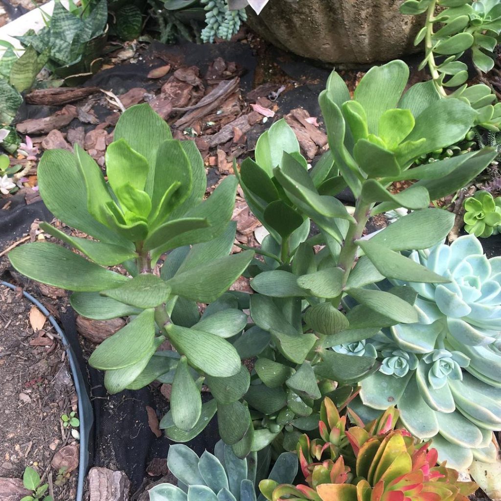Senecio Decaryi Senecio Decaryi