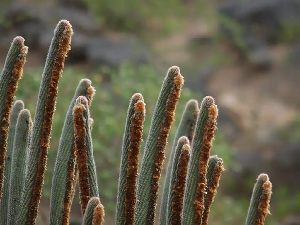 Espostoa mirabilis Espostoa mirabilis