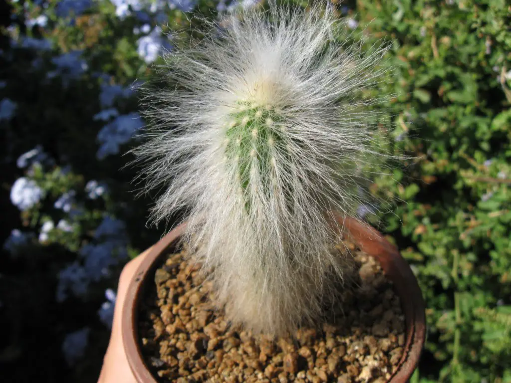 Espostoa mirabilis Espostoa mirabilis