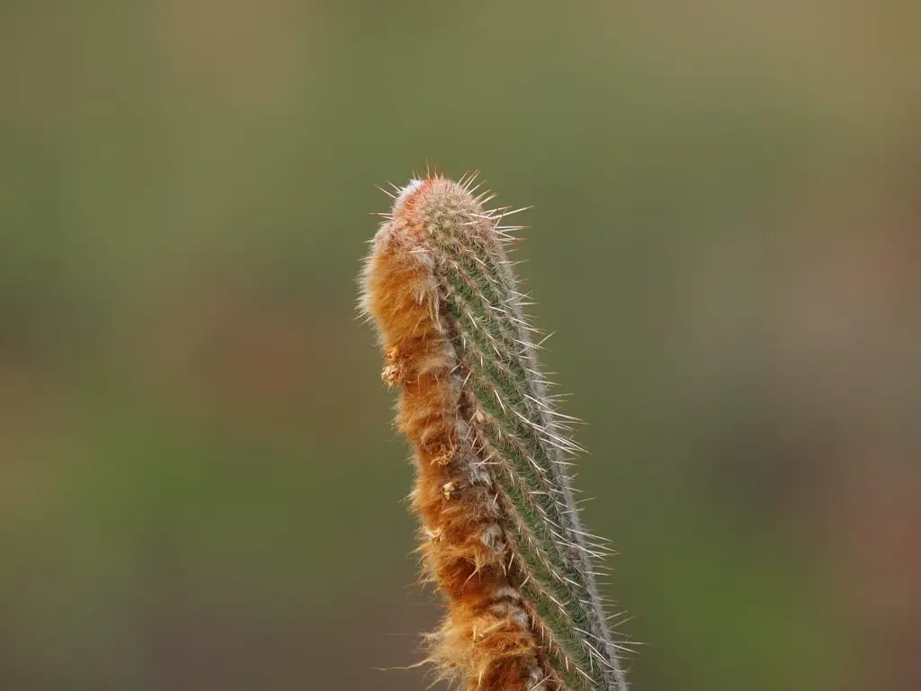 Espostoa mirabilis