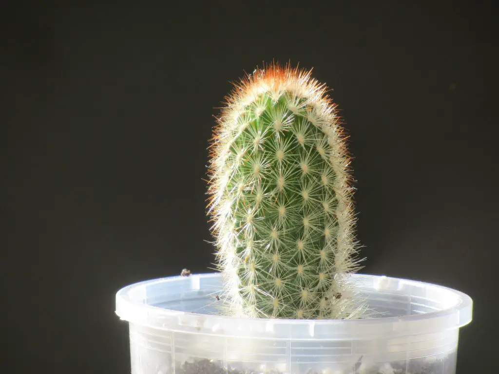 Espostoa mirabilis Espostoa mirabilis