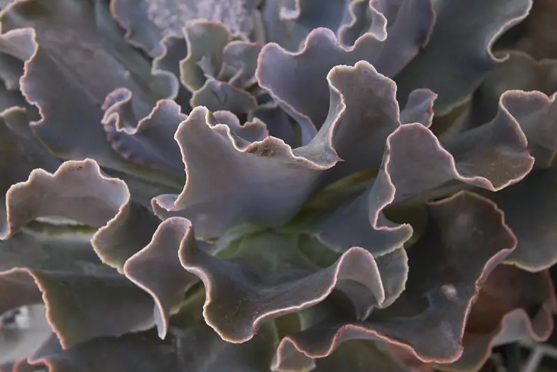 Echeveria violacina Echeveria violacina