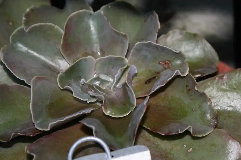 Echeveria violacina Echeveria violacina