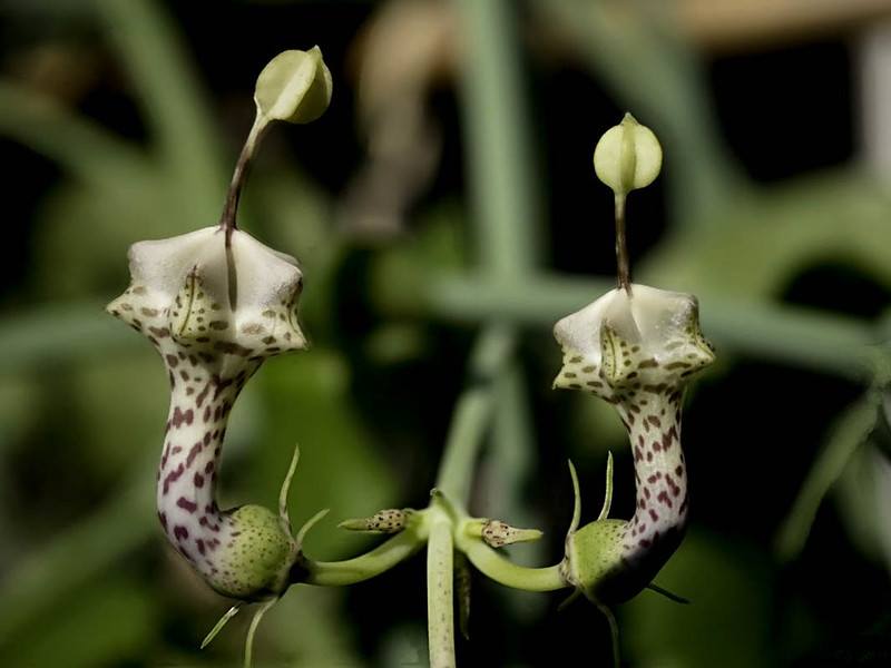 Ceropegia Haygarthii - La suculenta flor de linterna