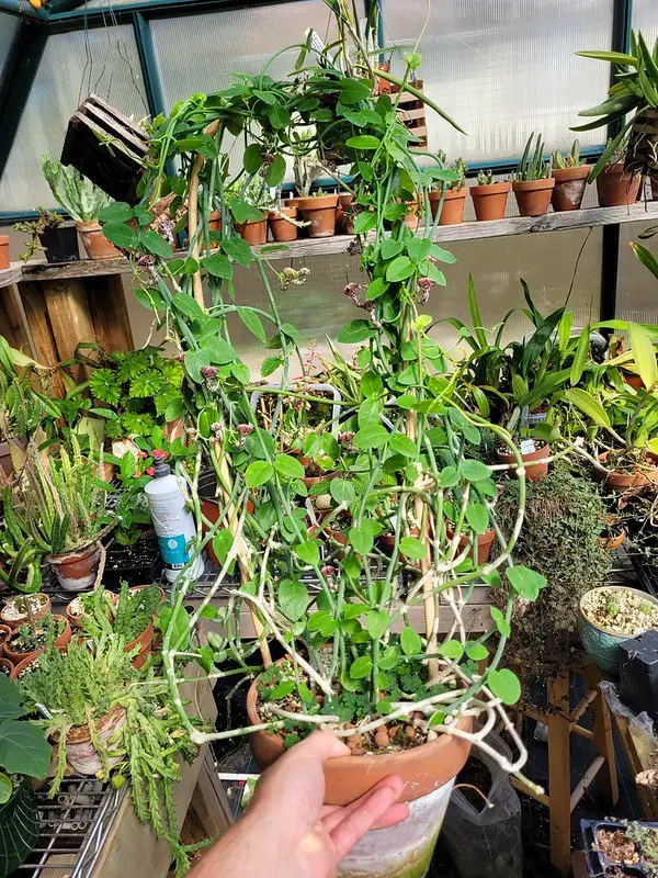 Ceropegia Haygarthii - La suculenta flor de linterna Ceropegia Haygarthii - La suculenta flor de linterna