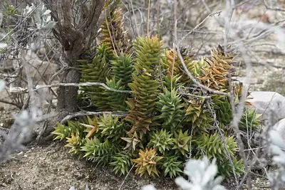 Astroloba espiralis