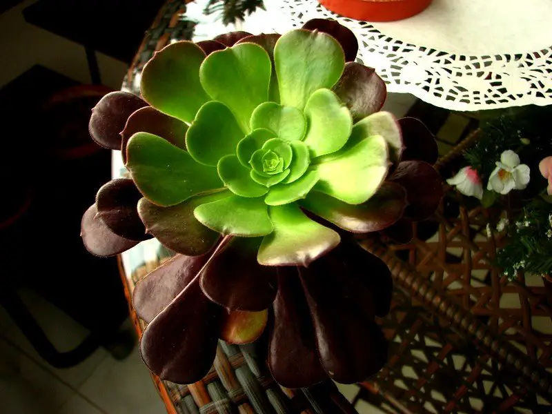 Aeonium Cyclops (Aeonium rojo gigante) Aeonium Cyclops (Aeonium rojo gigante)