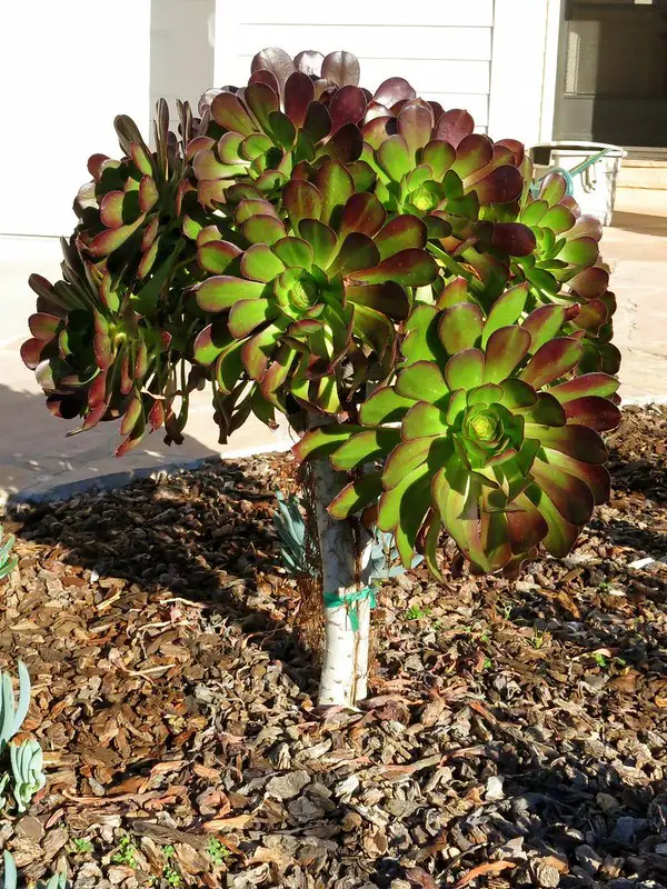 Aeonium Cyclops (Aeonium rojo gigante)