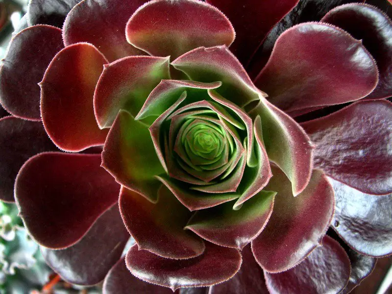 Aeonium Cyclops (Aeonium rojo gigante)