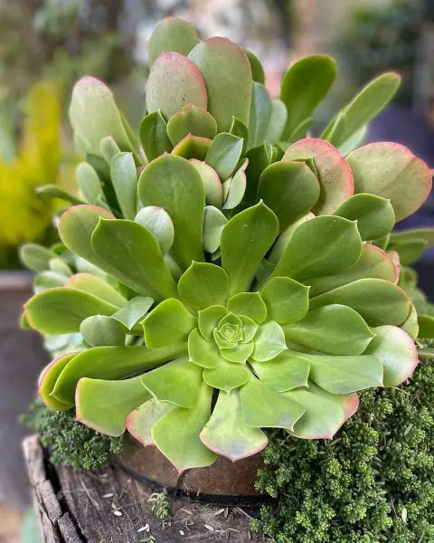 Aeonium Urbicum (La planta del platillo)