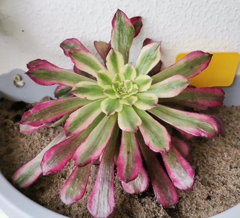 Aeonium 'Mardi Gras'