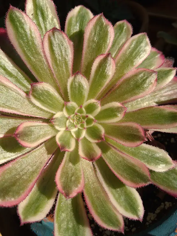 Aeonium 'Mardi Gras'