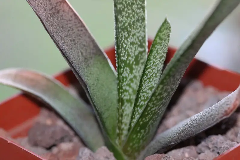 Gasteria Acinacifolia (La lengua de buey costera)