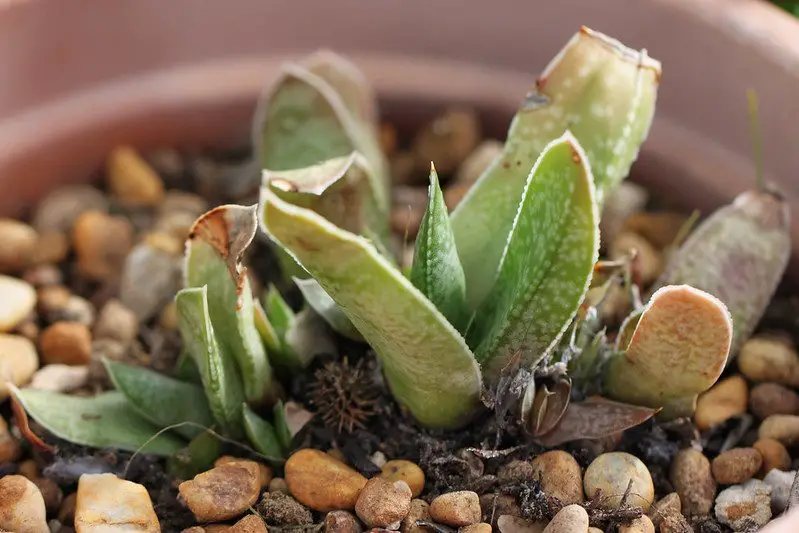 Gasteria Acinacifolia (La lengua de buey costera)