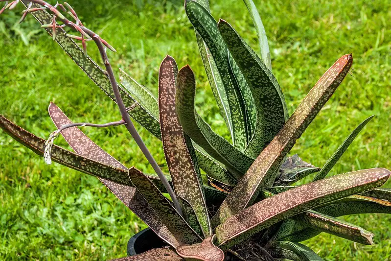 Gasteria Acinacifolia (La lengua de buey costera) Gasteria Acinacifolia (La lengua de buey costera)