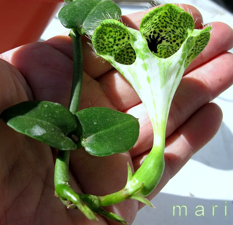 La planta de paracaídas 'Ceropegia Sandersonii' La planta de paracaídas 'Ceropegia Sandersonii'