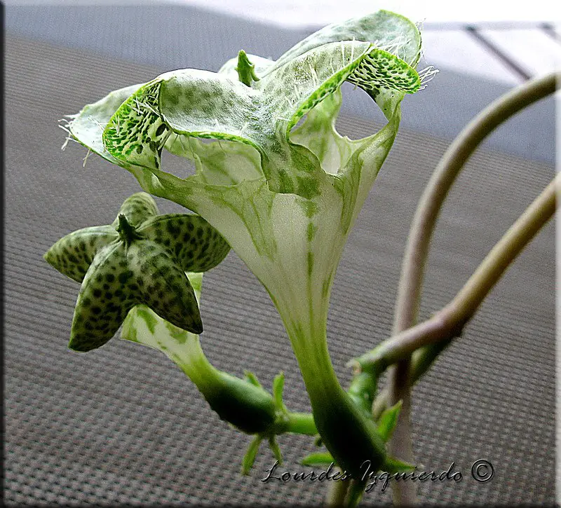 La planta de paracaídas 'Ceropegia Sandersonii' La planta de paracaídas 'Ceropegia Sandersonii'