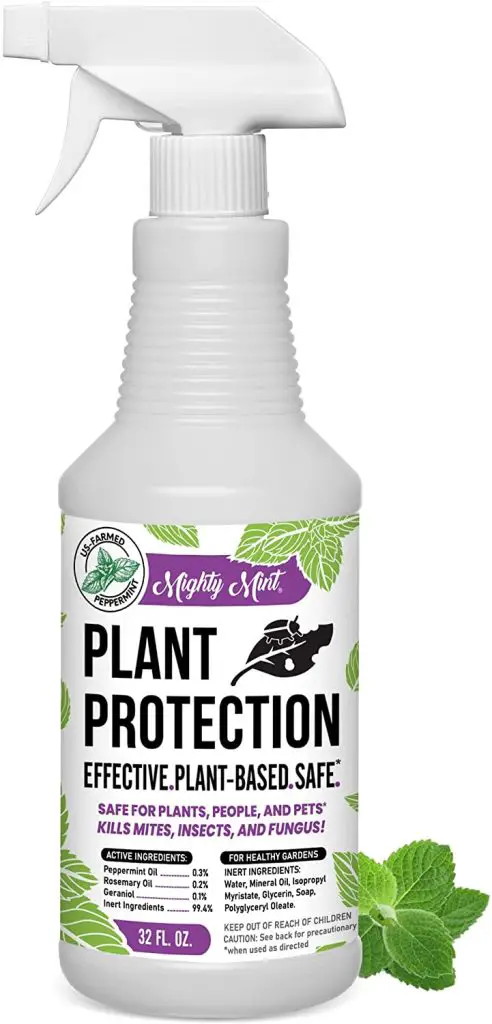 ¿Será seguro el insecticida (sistémico) para las suculentas? – Si es así, ¿qué insecticida y dónde se puede comprar? ¿Será seguro el insecticida (sistémico) para las suculentas? – Si es así, ¿qué insecticida y dónde se puede comprar?