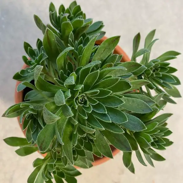 Aeonium Simsii Aeonium Simsii