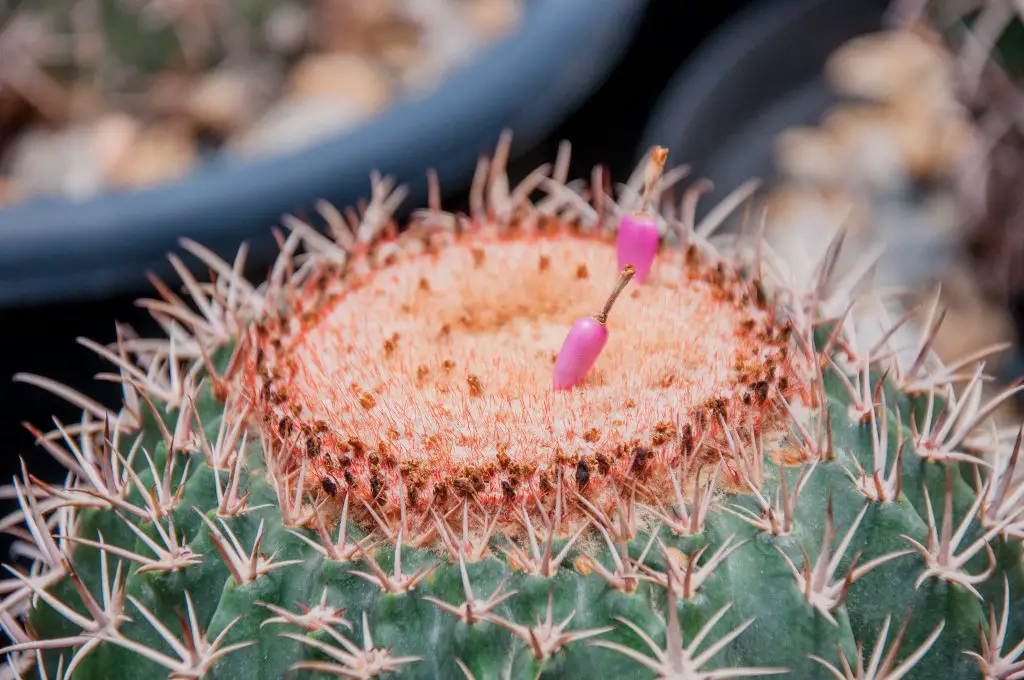 Melocactus Zehntneri