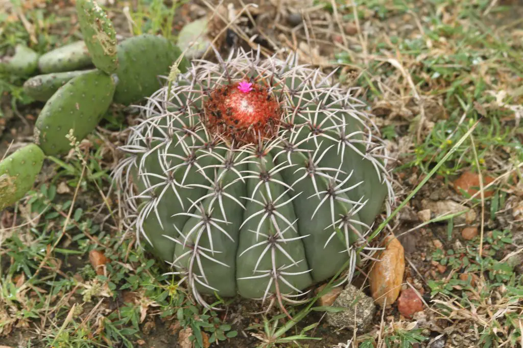 Melocactus Zehntneri