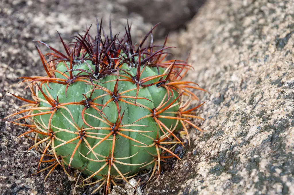 Melocactus Zehntneri