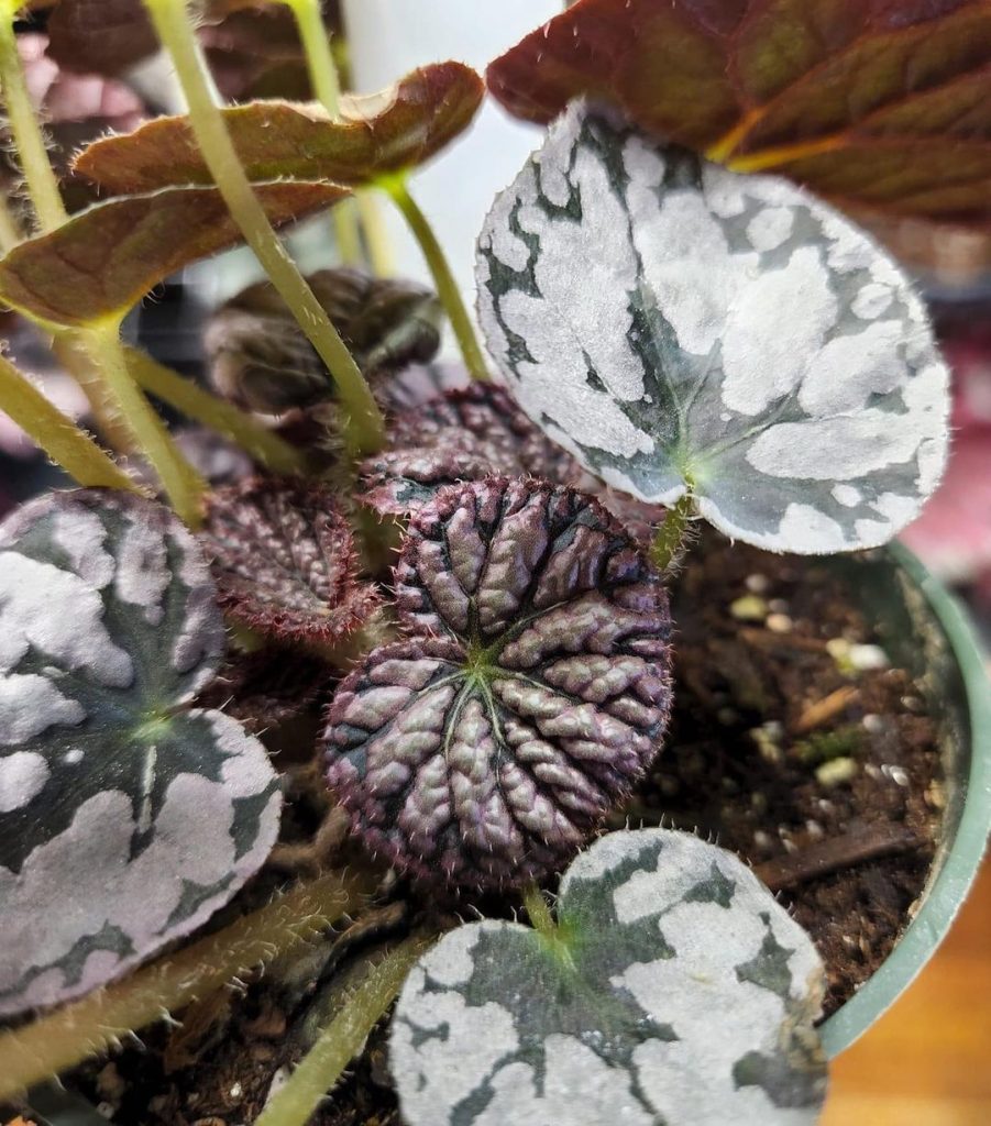 Begonia rex (begonia rey)