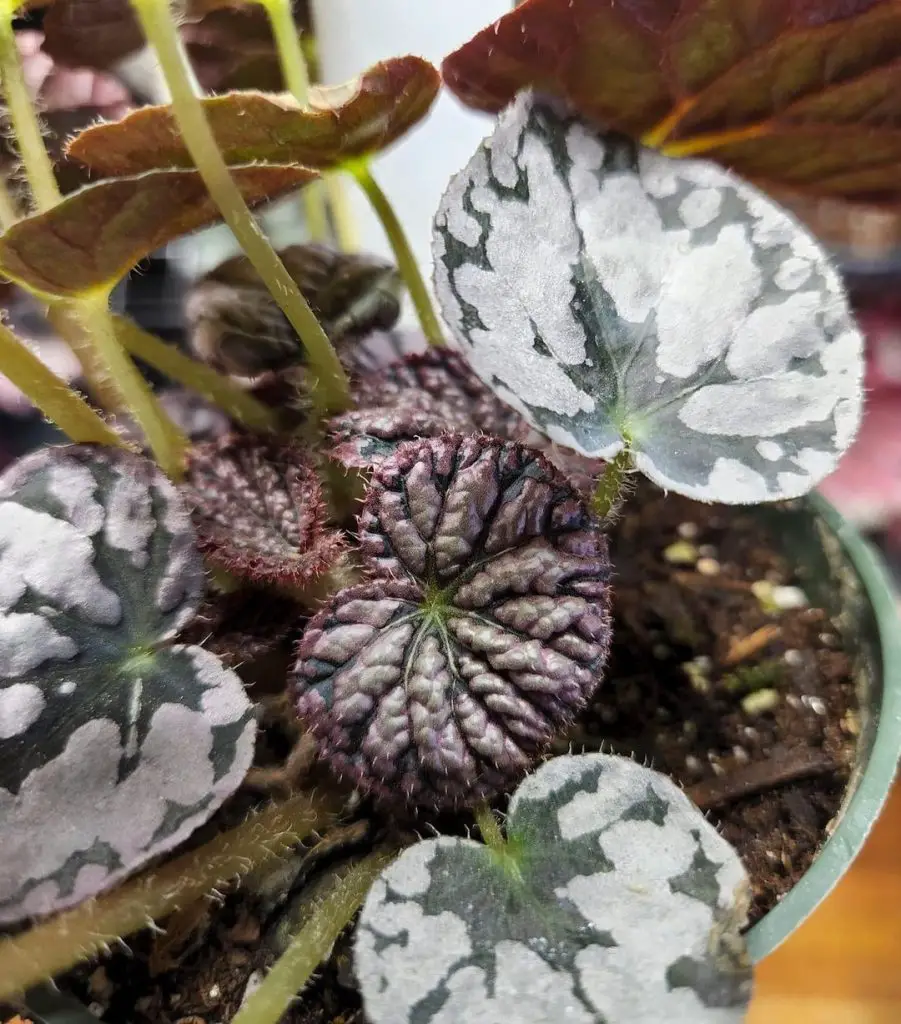 Begonia rex (begonia rey) Begonia rex (begonia rey)