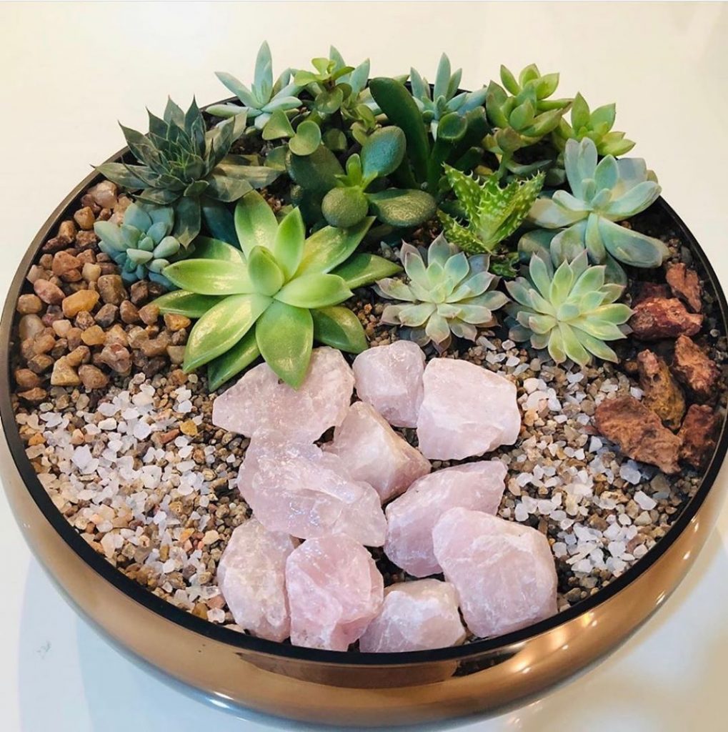 Con qué frecuencia regar un cactus: una guía esencial Con qué frecuencia regar un cactus: una guía esencial