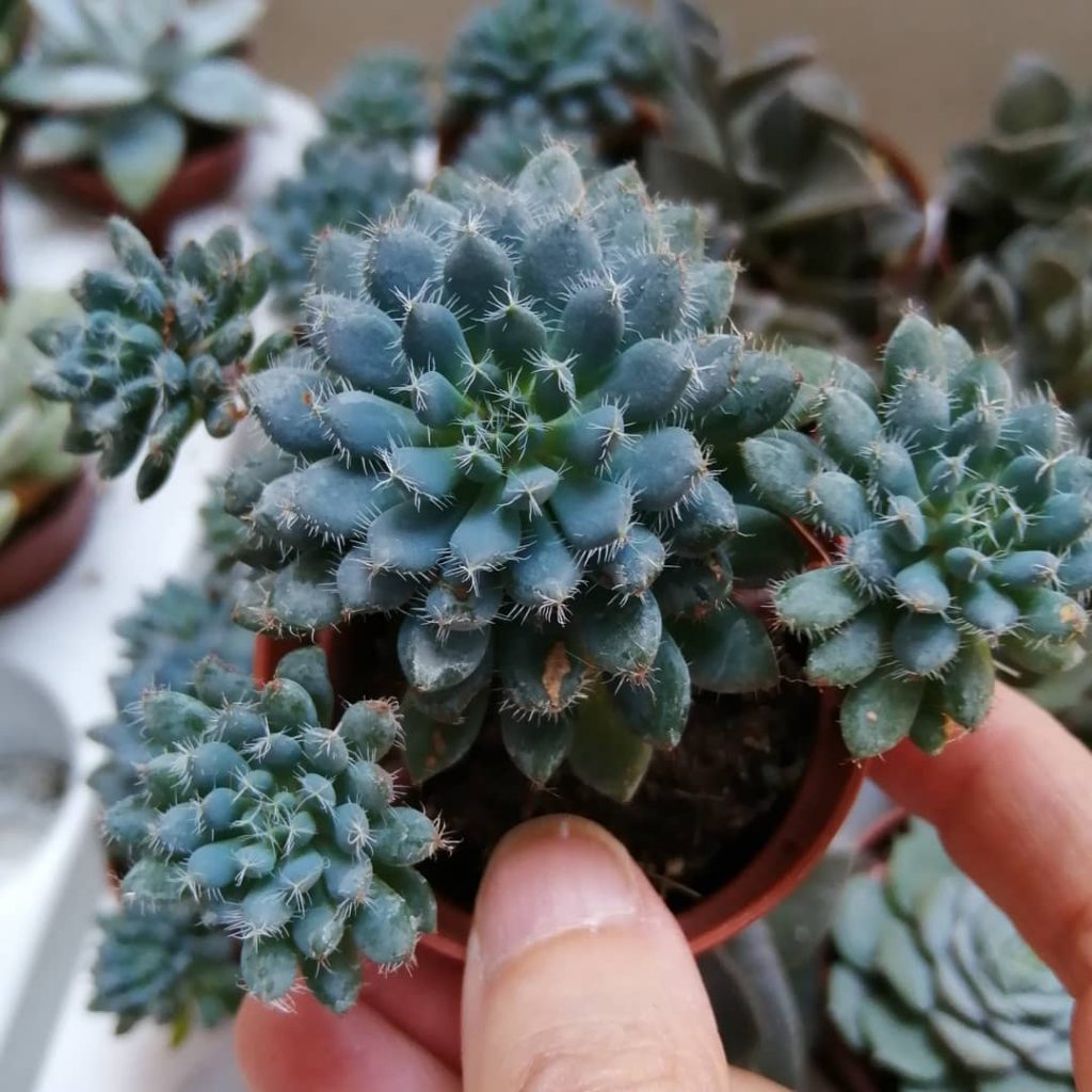 Con qué frecuencia regar un cactus: una guía esencial Con qué frecuencia regar un cactus: una guía esencial