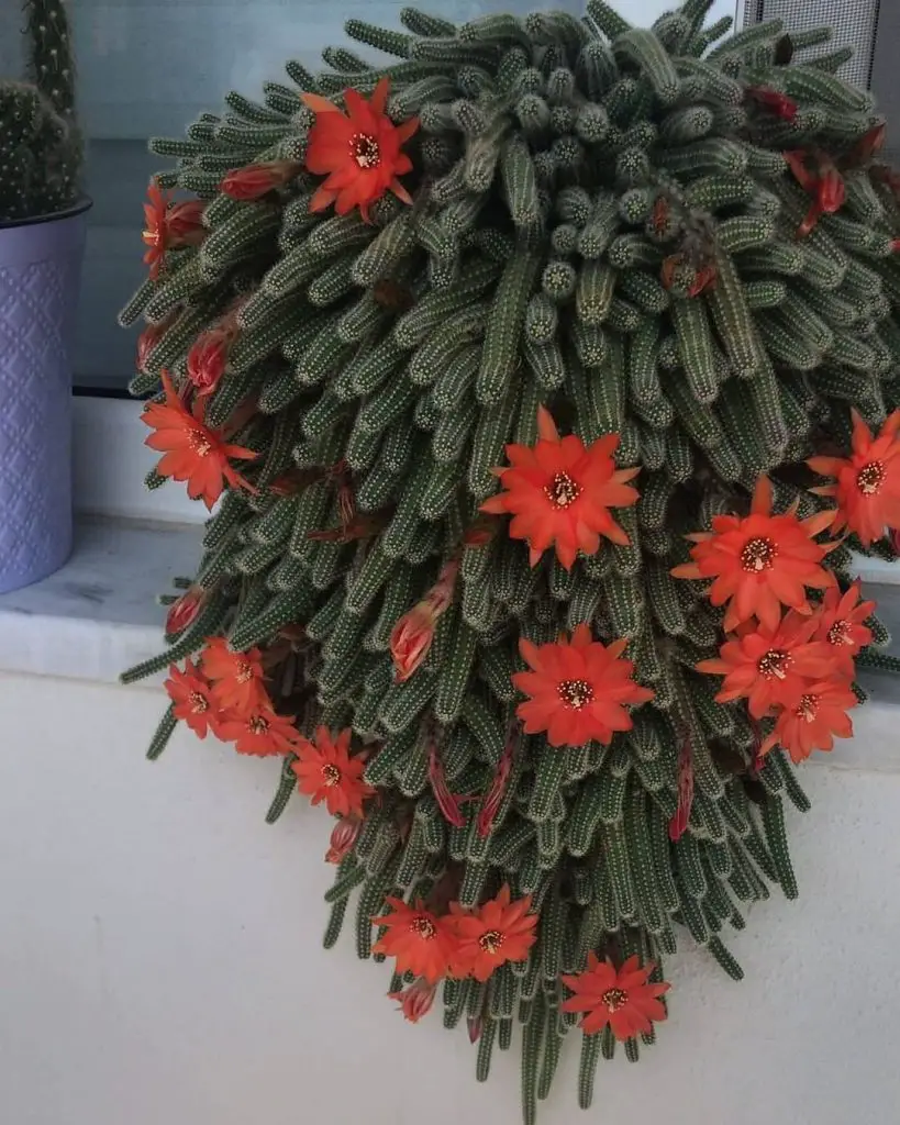Con qué frecuencia regar un cactus: una guía esencial Con qué frecuencia regar un cactus: una guía esencial