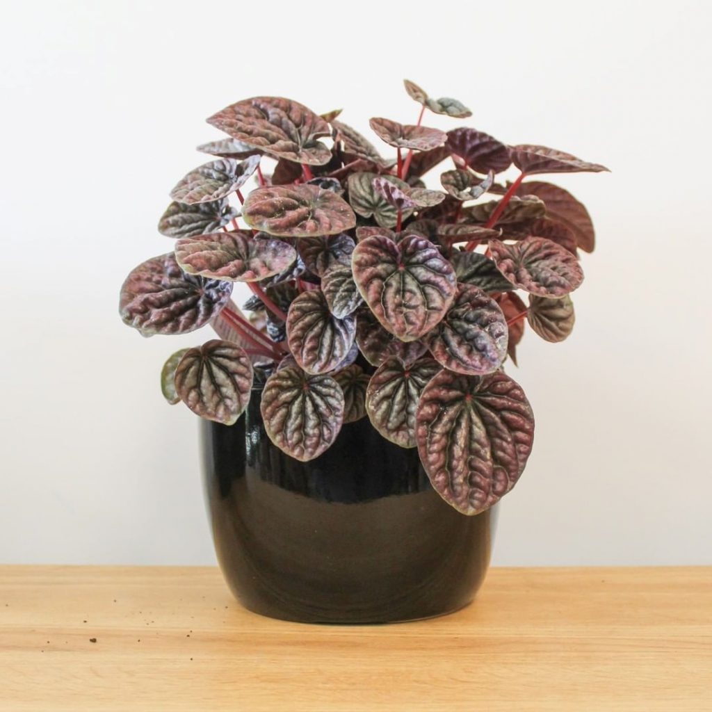 Peperomia caperata (peperomia de onda esmeralda)