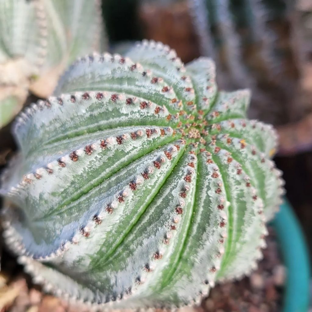 Euphorbia Polygona: la singular suculenta puntiaguda en forma de “copo de nieve”