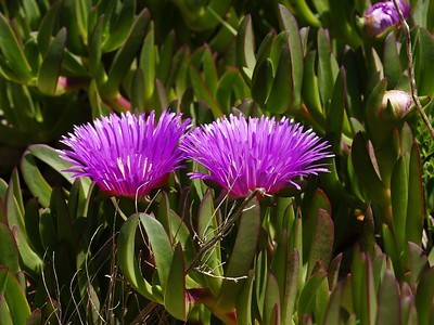 Carpobrotus Acinaciformis (higo amargo de Eland)