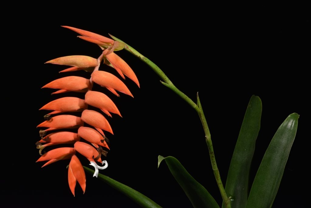 Tillandsia Dyeriana (Racinaea Dyeriana) Tillandsia Dyeriana (Racinaea Dyeriana)