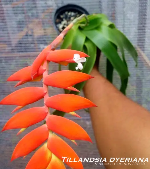 Tillandsia Dyeriana (Racinaea Dyeriana) Tillandsia Dyeriana (Racinaea Dyeriana)